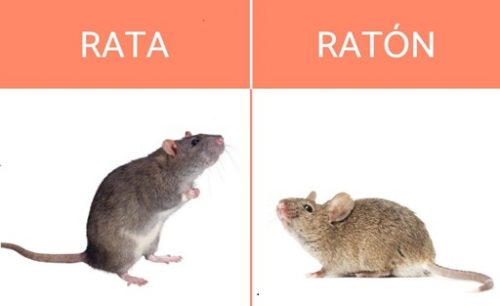 RATA-RATON